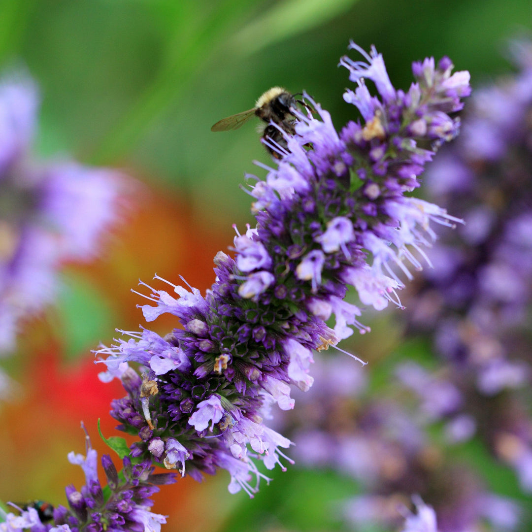 Agastache rugosa 'Little Adder' ~ Little Adder Hyssop