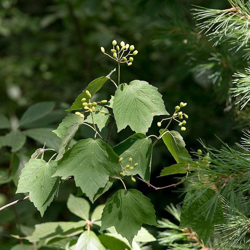 Viburnum acerifolium ~ Mapleleaf Viburnum