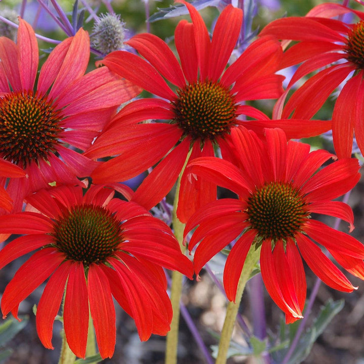 Echinacea 'Tomato Soup' ~ Tomato Soup Echinacea, Coneflower