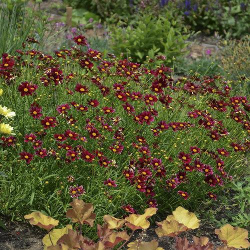 Coreopsis x 'Mercury Rising' ~ Big Bang™ Mercury Rising Tickseed