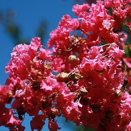 Lagerstroemia indica x fauriei 'Miami' ~ Miami Crape Myrtle