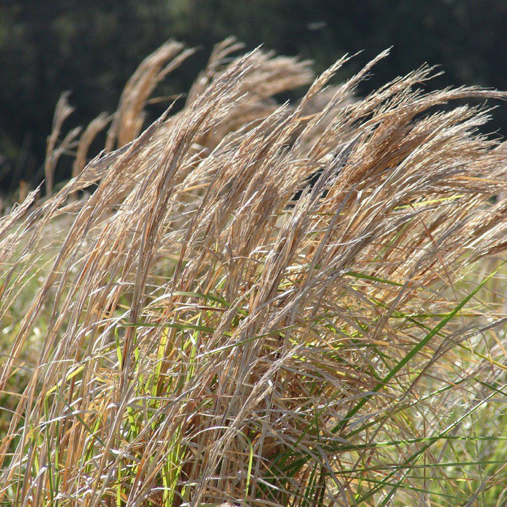 Andropogon virginicus ~ Broomsedge, Yellow Bluestem