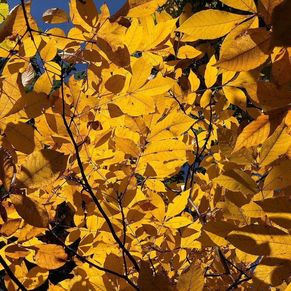 Carya tomentosa ~ Mockernut Hickory