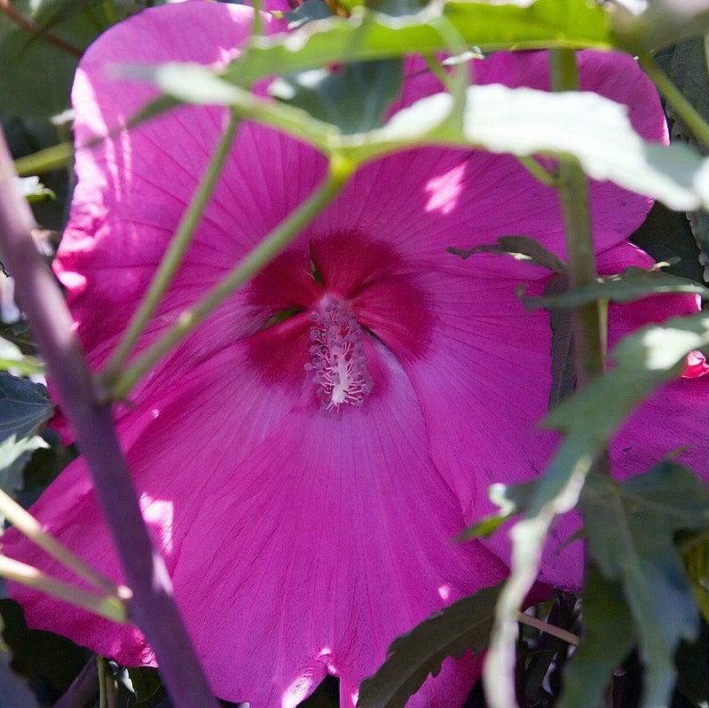 Hibiscus 'Lady Baltimore' ~ Lady Baltimore Hibiscus