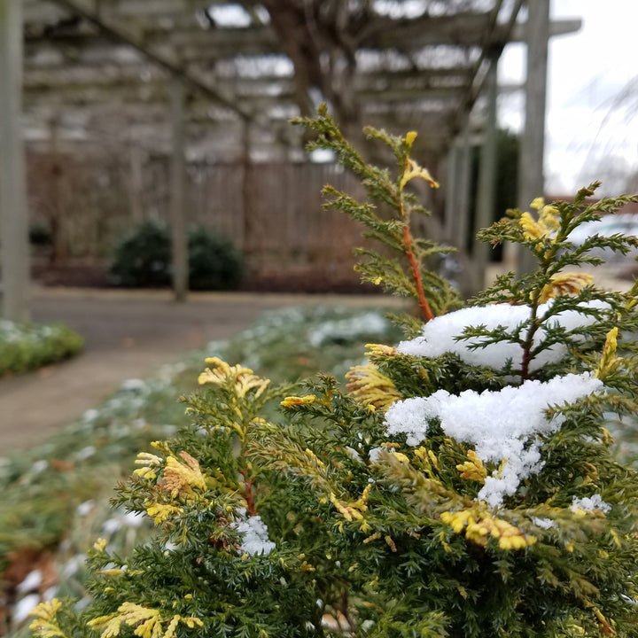 Chamaecyparis obtusa 'Fernspray Gold' ~ Fernsprey Gold False Cypress