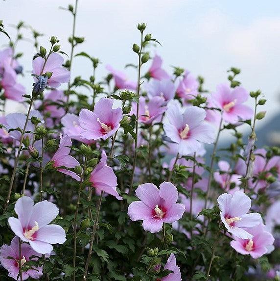 Hibiscus syriacus ~ Rose of Sharon; Hibiscus