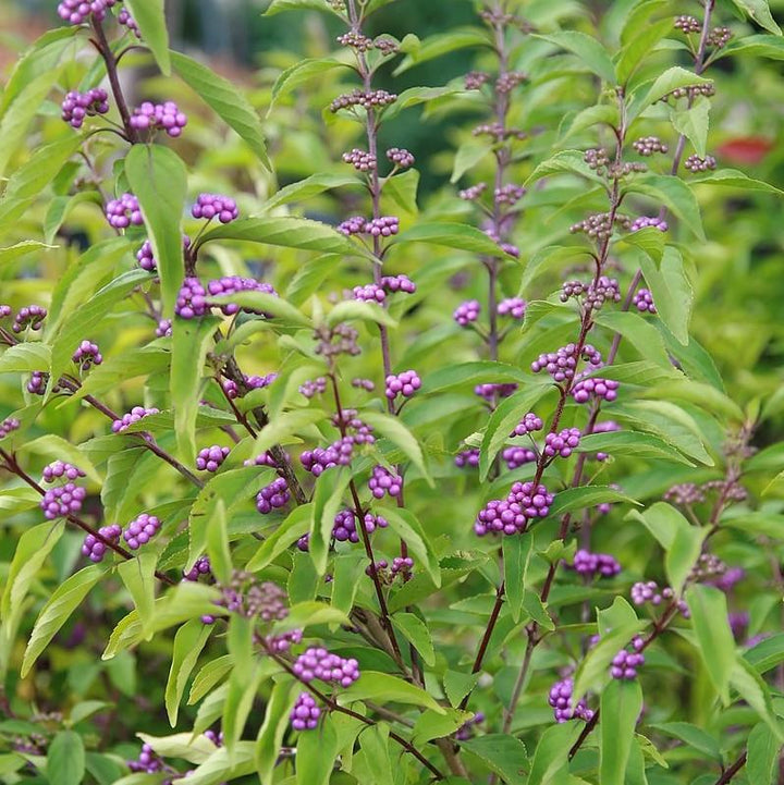 Callicarpa dichotoma 'Early Amethyst' ~ Early Amethyst Beautyberry