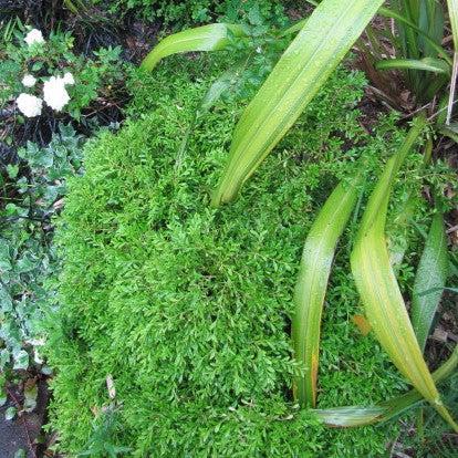 Buxus microphylla 'Tide Hill' ~ Tide Hill Boj