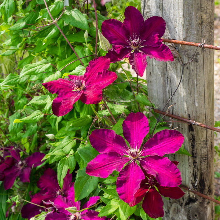 Clematis 'Westerplatte' ~  Westerplatte Clematis