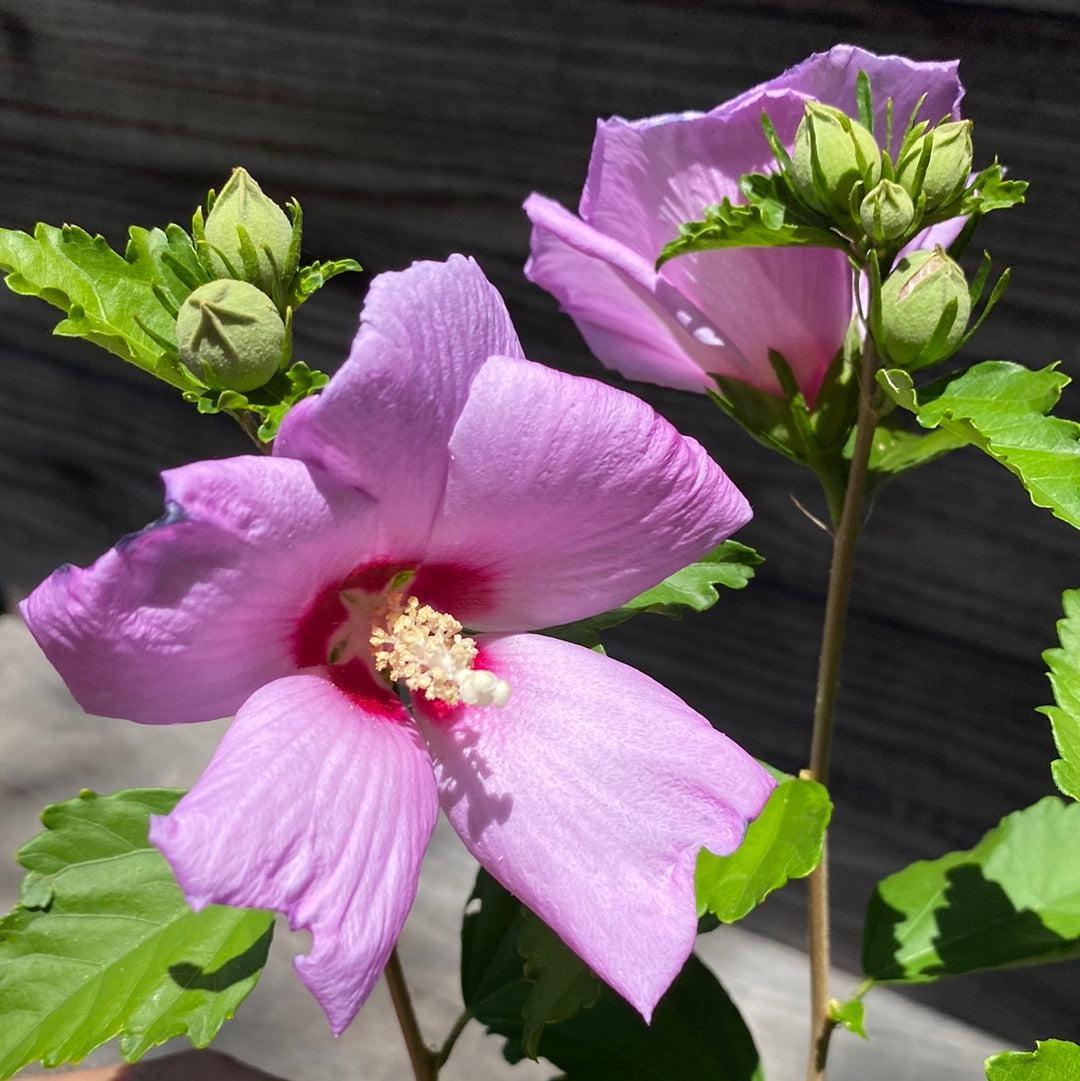 Hibiscus syriacus 'Minerva' ~ Minerva Rose of Sharon