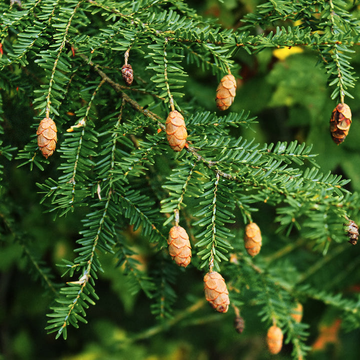 Tsuga canadensis ~ Cicuta canadiense