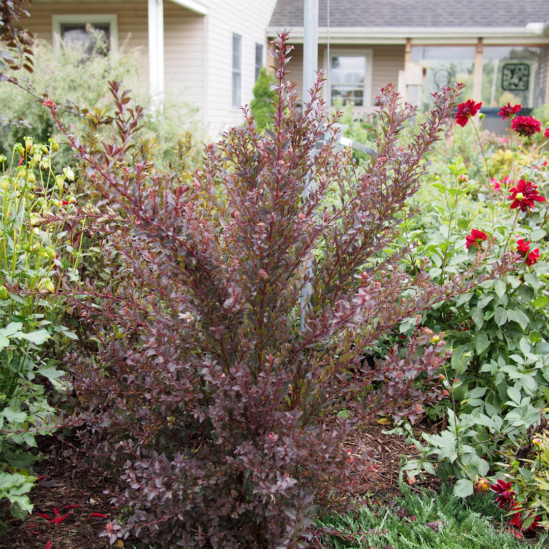 Physocarpus opulifolius 'Donna May' ~ Little Devil™ Ninebark