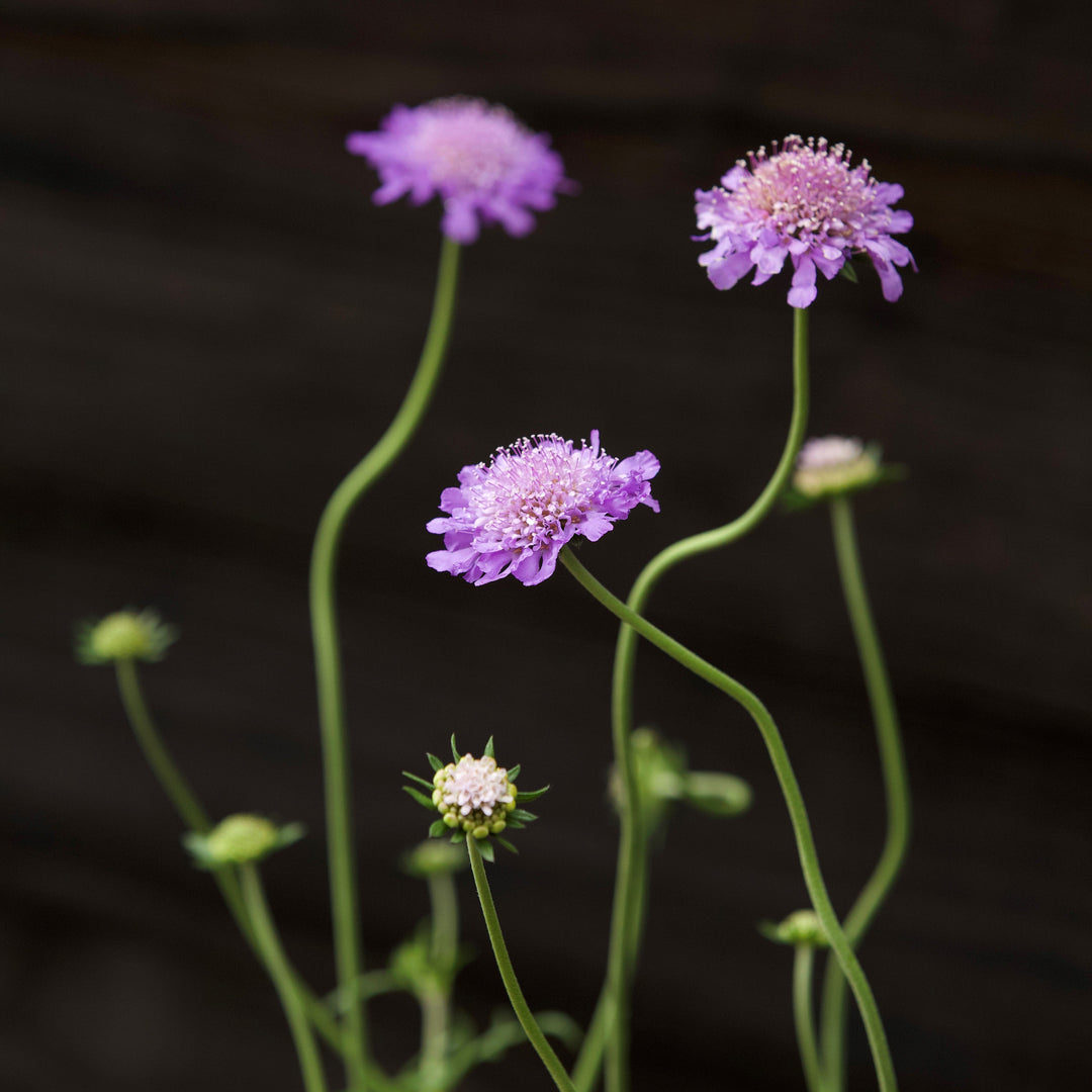 Scabiosa columbaria 'Butterfly Blue' ~ Butterfly Blue Pincushion Flower