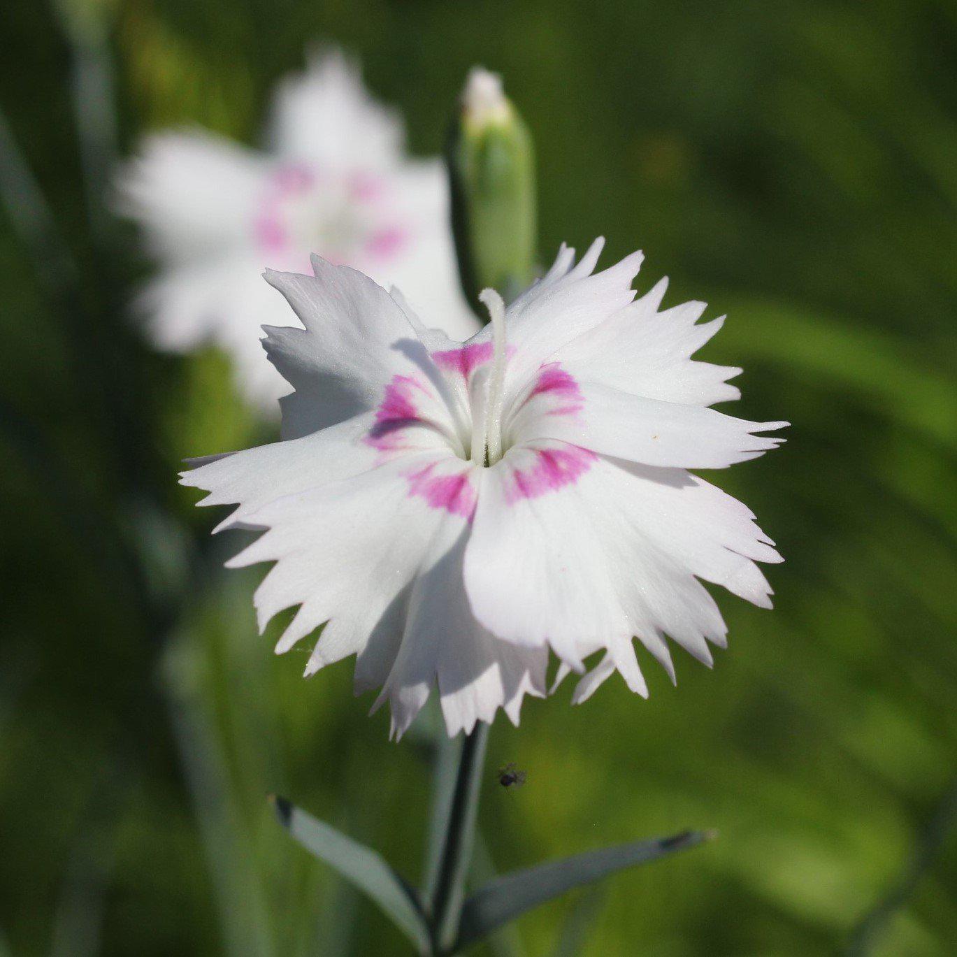 Dianthus x 'KLEDG14174' ~ EverLast™ White+Eye Dianthus – JTSOP Farms