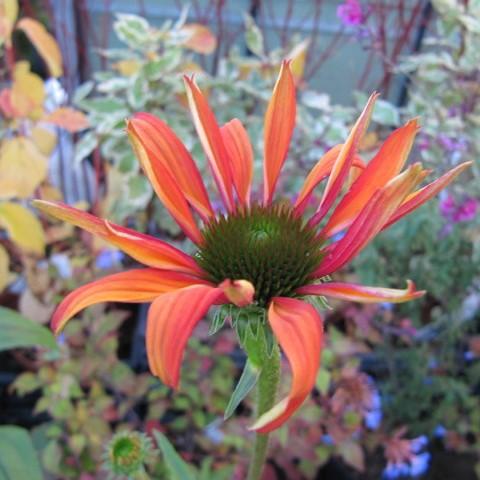 Echinacea 'Tomato Soup' ~ Tomato Soup Echinacea, Coneflower