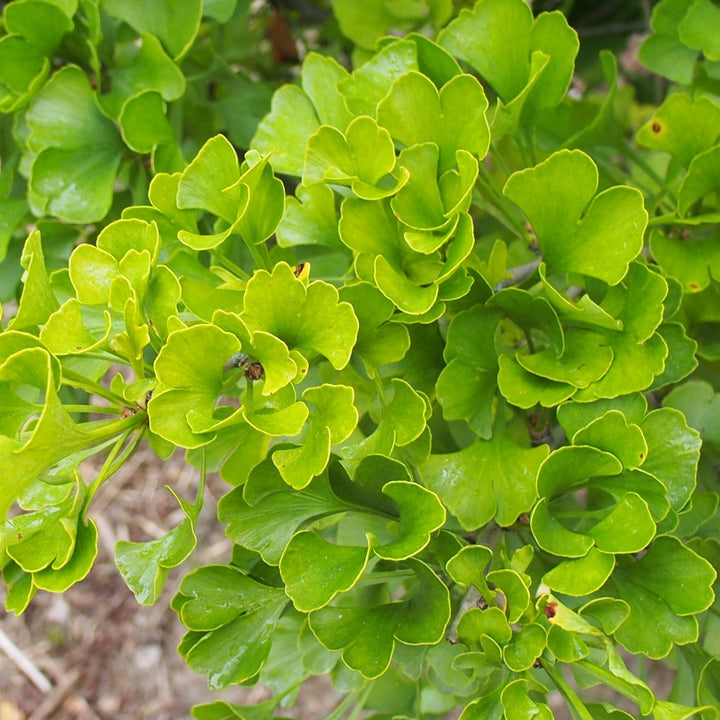 Ginkgo biloba 'Jade Butterfly' ~ Jade Butterfly Ginkgo