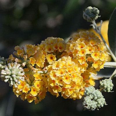 Buddleia x weyeriana 'Honeycomb' ~ Honeycomb Butterfly Bush