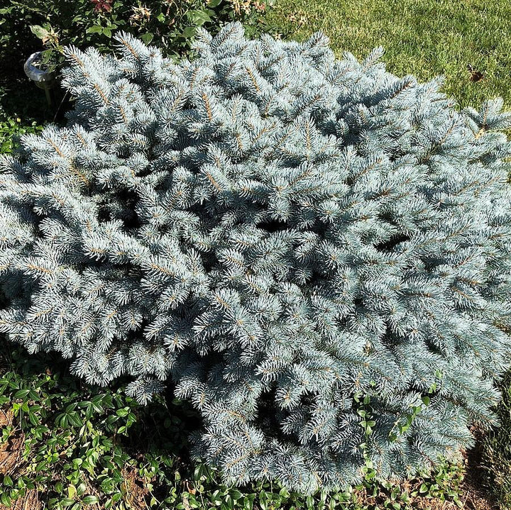 Picea pungens 'Globosa' ~ Globe Blue Spruce