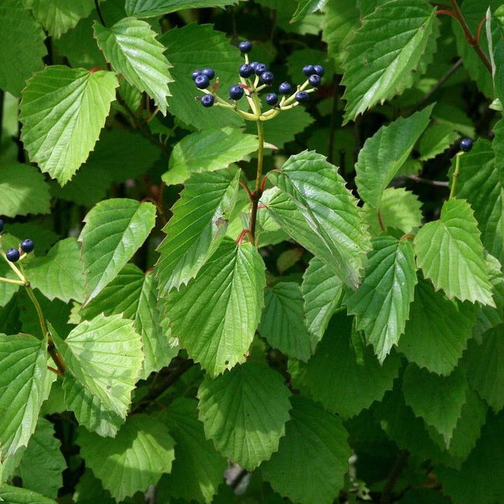 Viburnum dentatum ~ Arrowwood