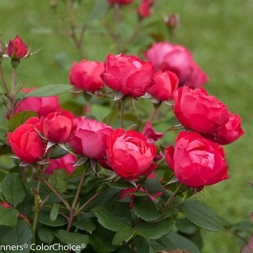 Rosa 'Meipeporia' ~ OSO Easy® Double Red Rose