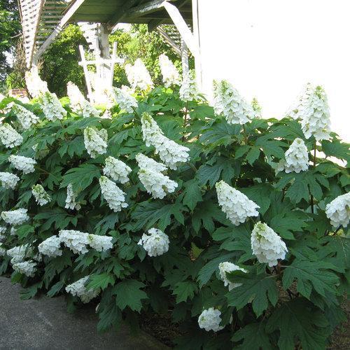 Hortensia quercifolia 'Brenhill' ~ Hortensia hoja de roble Gatsby Gal®