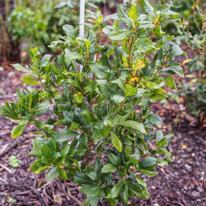 Clethra alnifolia 'Ruby Spice' ~ Ruby Spice Summersweet