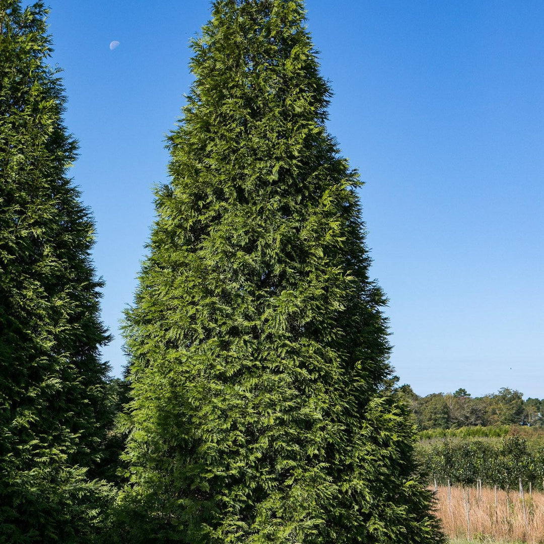 Thuja standishii x plicata 'Green Giant' ~ Green Giant Arborvitae