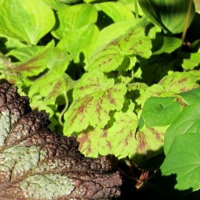 Heuchera 'Electric Lime' ~ Electric Lime Coral Bells