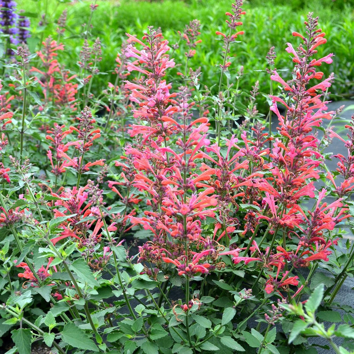 Agastache ‘Kudos Coral’ ~ Kudos™ Coral Hummingbird Mint, Hyssop