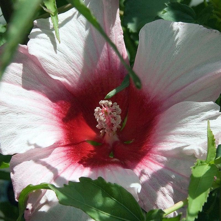 Hibiscus 'Lady Baltimore' ~ Lady Baltimore Hibiscus