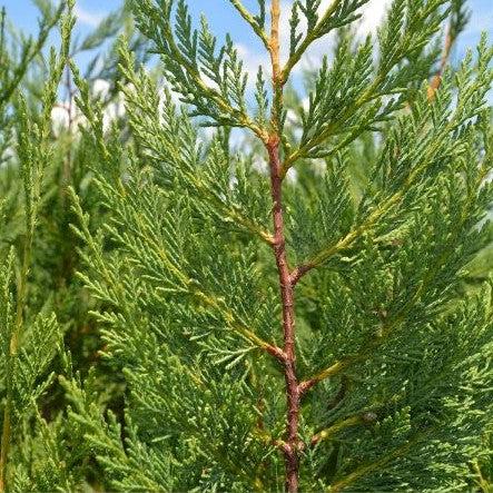 Cupressocyparis leylandii ~ Leyland Cypress