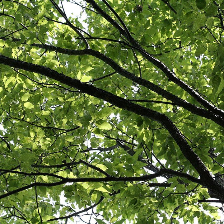 Celtis occidentalis ~ Hackberry