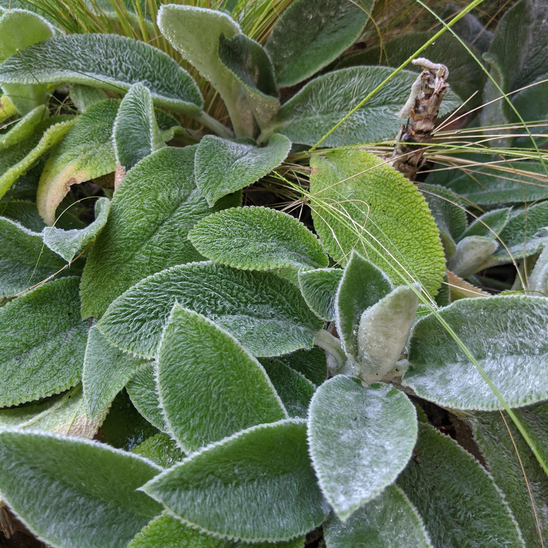 Stachys byzantina 'Helene von Stein' ~ Giant Lamb's Ear