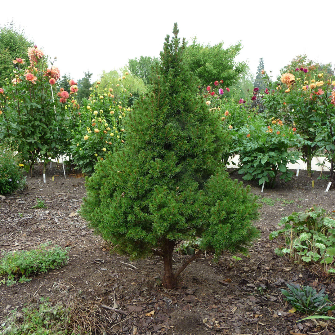 Picea glauca 'Conica' ~ Dwarf Alberta Spruce