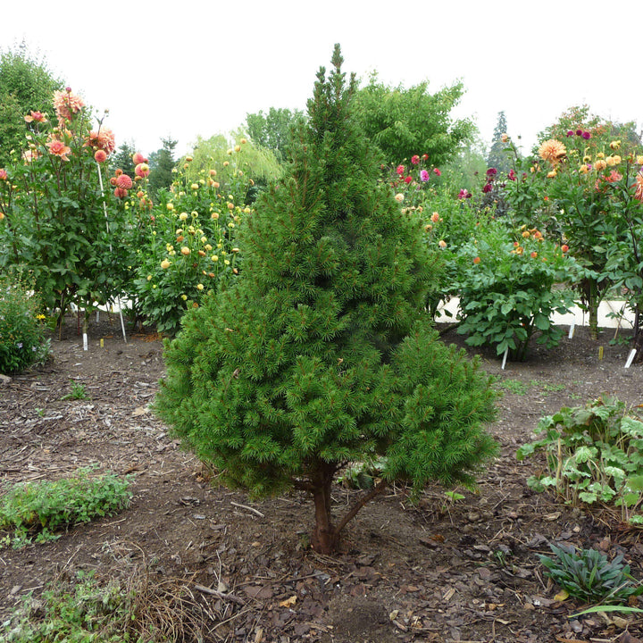 Picea glauca 'Conica' ~ Dwarf Alberta Spruce