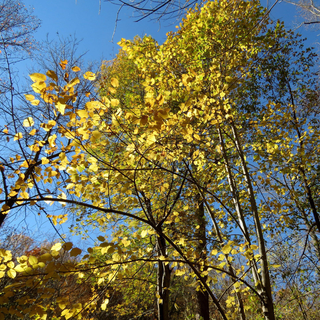 Tilia americana ~ Basswood, Linden Tree