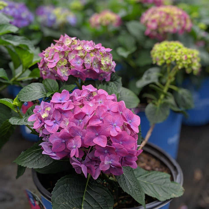 Hydrangea macrophylla 'Bailmacfive' PP30,359 ~ Endless Summer® Summer Crush® Hortensia