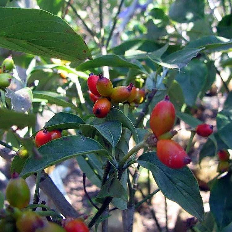 Cornus florida 'Nube Nueve' ~ Nube Nueve Dogwood 