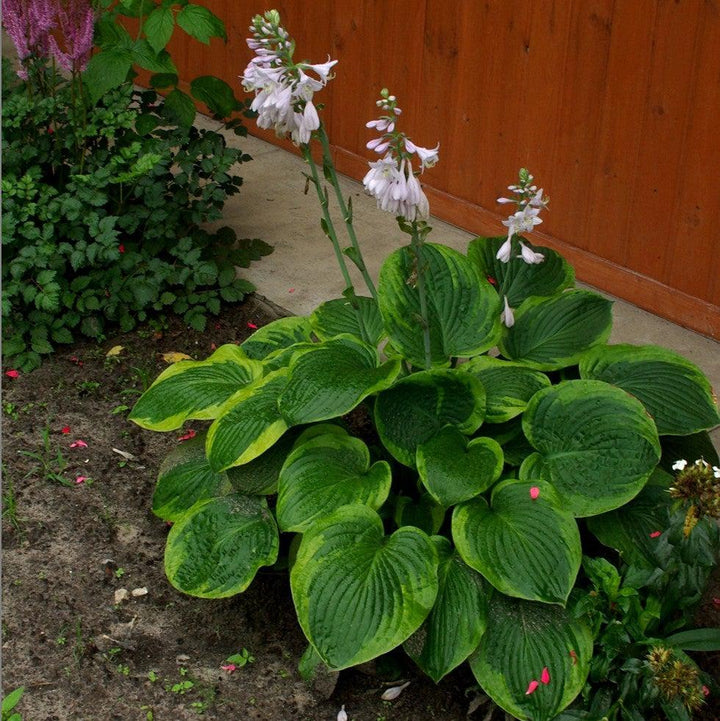 Hosta 'Frances Williams' ~ Frances Williams Hosta