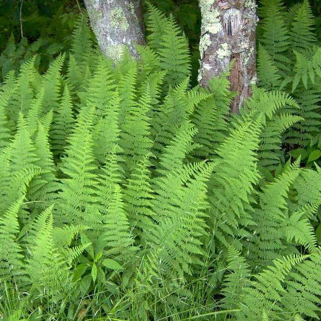 Dennstaedtia punctilobula ~ Hayscented Fern