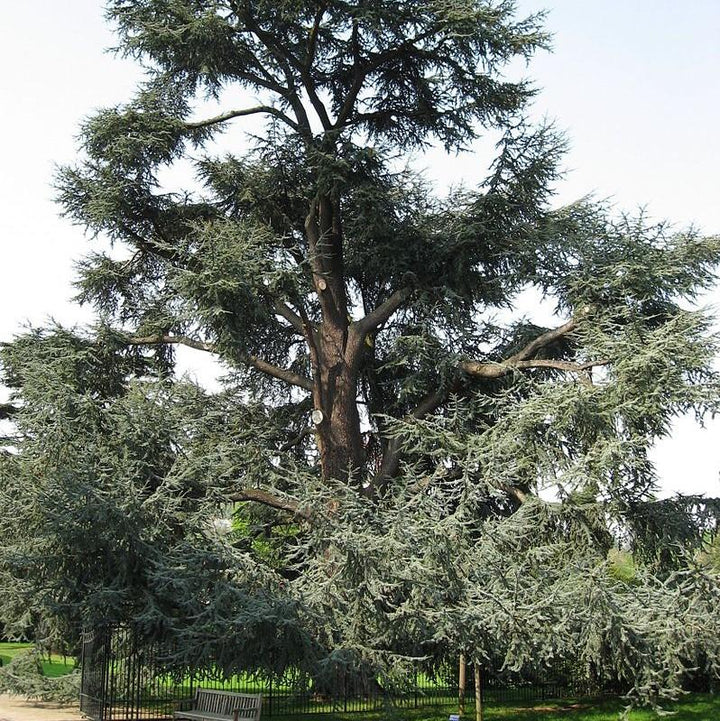 Cedrus atlantica 'Glauca' ~ Blue Atlas Cedar