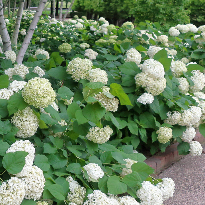 Hortensia arborescens 'Annabelle' ~ Hortensia Mophead, Hortensia Annabelle