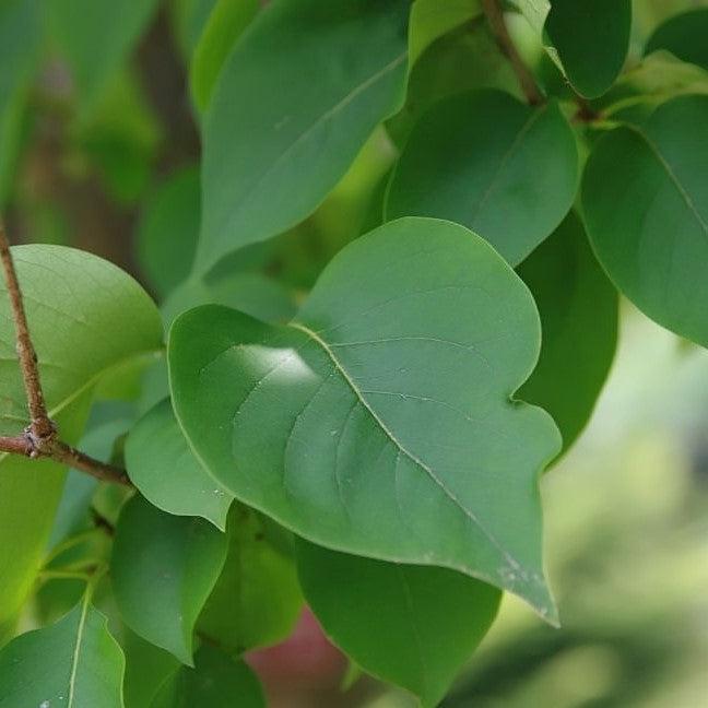 Syringa reticulata 'Ivory Silk' ~ Lila de árbol japonés de seda marfil