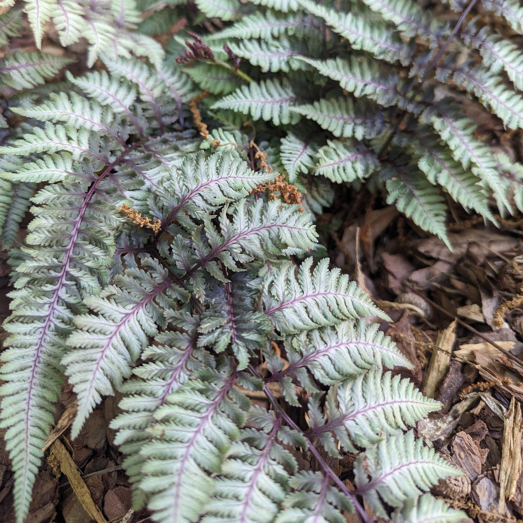 Athyrium niponicum var. pictum ~ Japanese Painted Fern