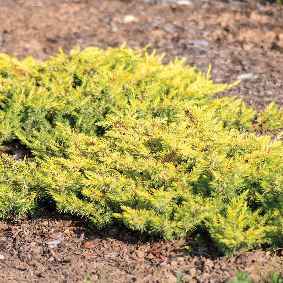 Juniperus conferta 'sPg-3-016' ~ Golden Pacific™ Juniper