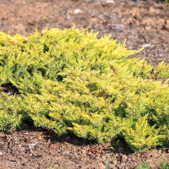 Juniperus conferta 'sPg-3-016' ~ Golden Pacific™ Juniper