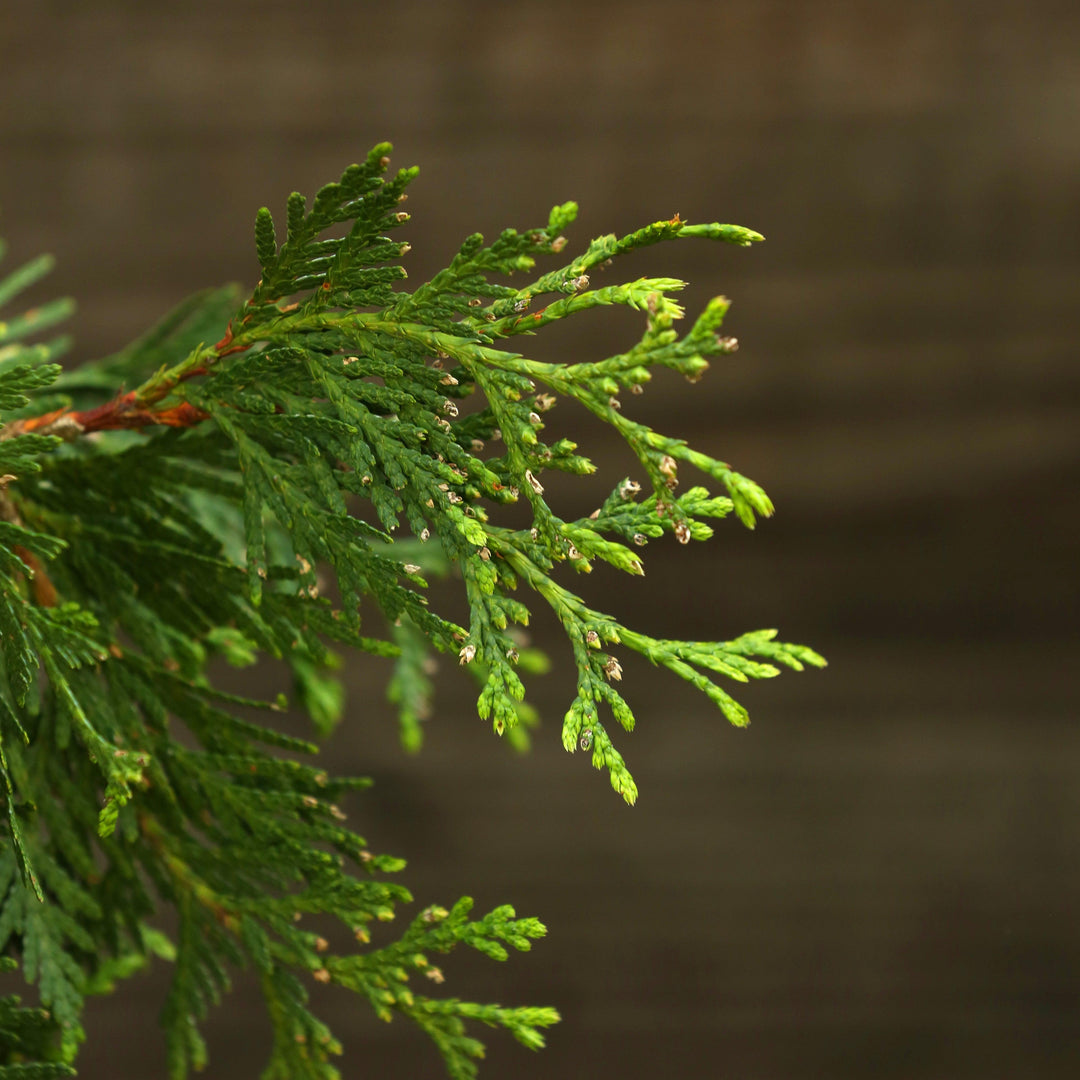 Thuja standishii x plicata 'Green Giant' ~ Green Giant Arborvitae