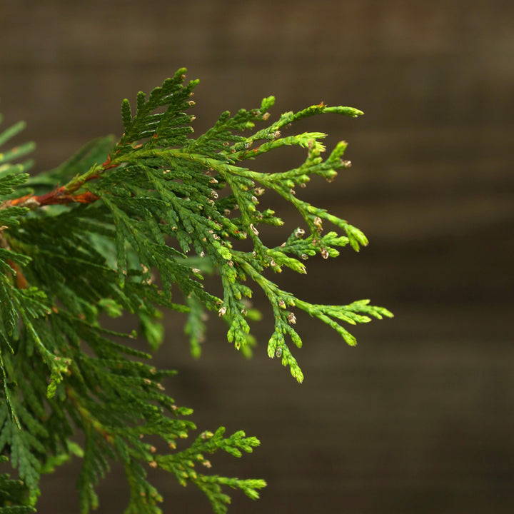 Thuja standishii x plicata 'Gigante Verde' ~ Arborvitae Gigante Verde