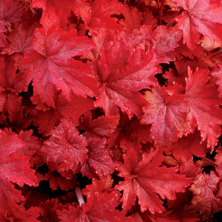 Heuchera x 'Fire Chief' ~ Fire Chief Coral Bells