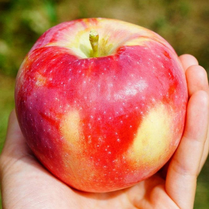 Malus domestica 'McIntosh' ~ McIntosh Apple